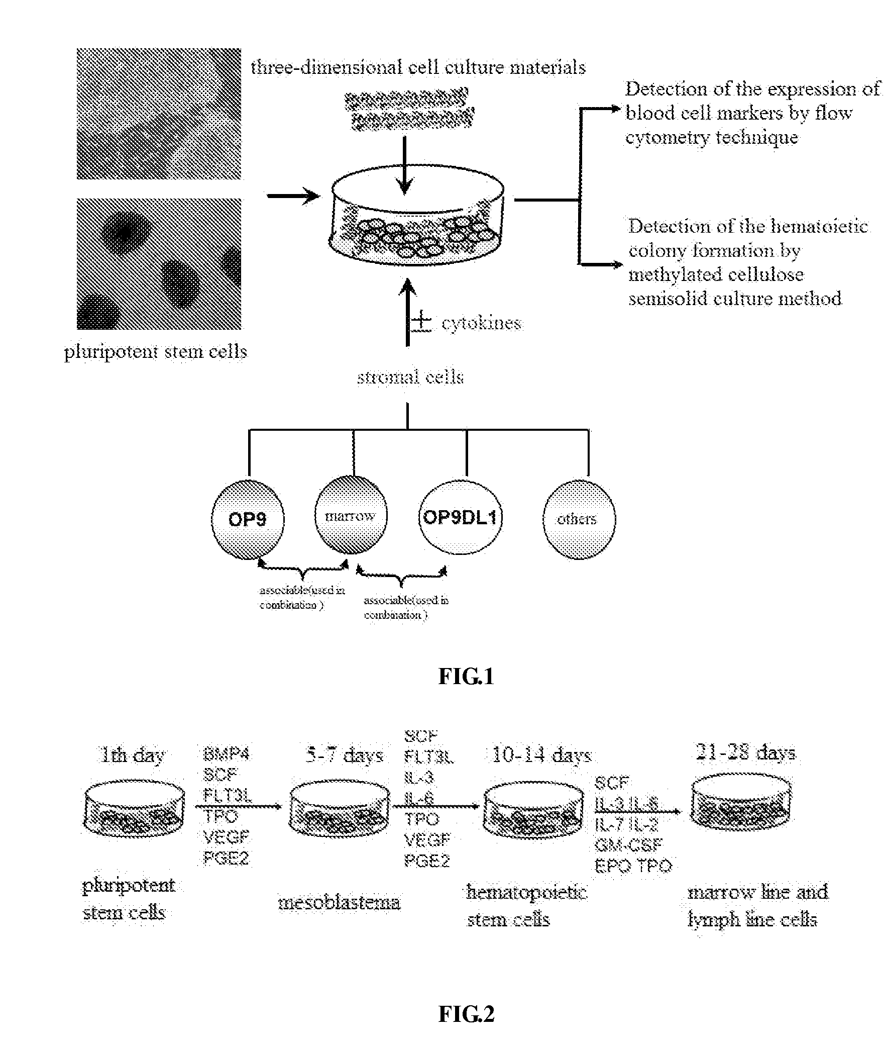Method to obtain hematopoietic stem cells using three-dimensional inducing system