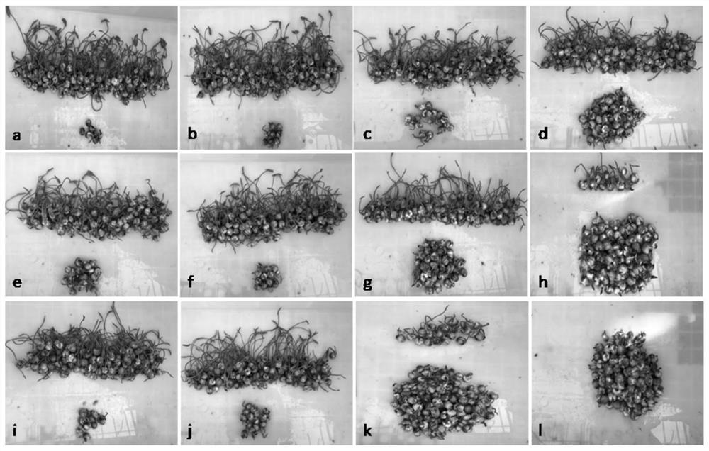 Mutagenesis method of seed lotus phenotypic variation mutant plant