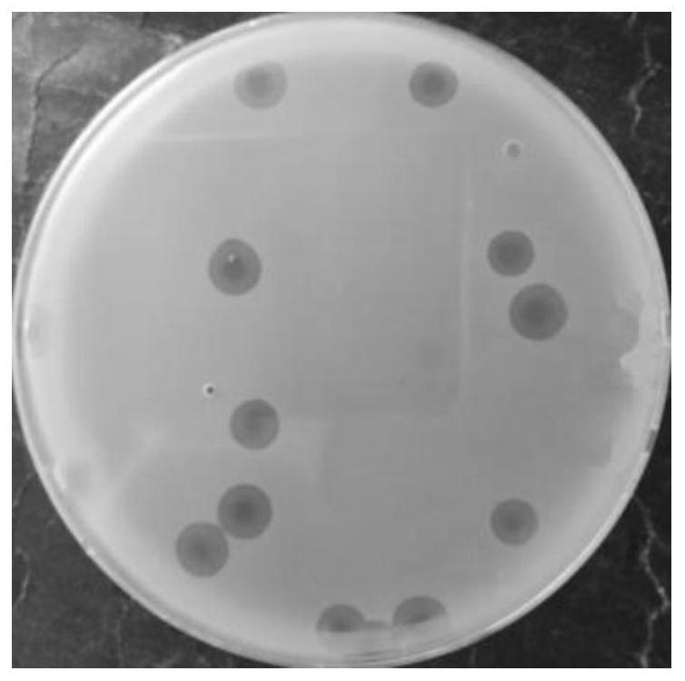 Antibacterial application of Salmonella phage lpst144 and its lyase
