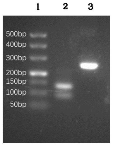 MiRNA expression vector and application thereof