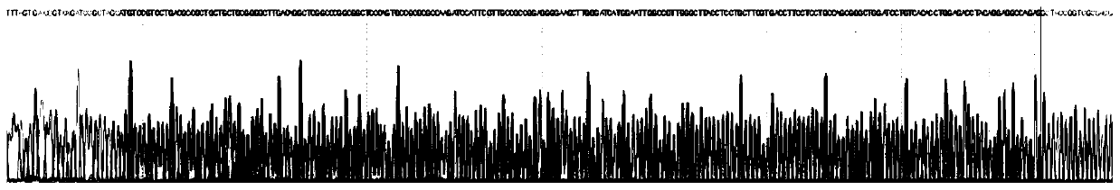 MiRNA expression vector and application thereof