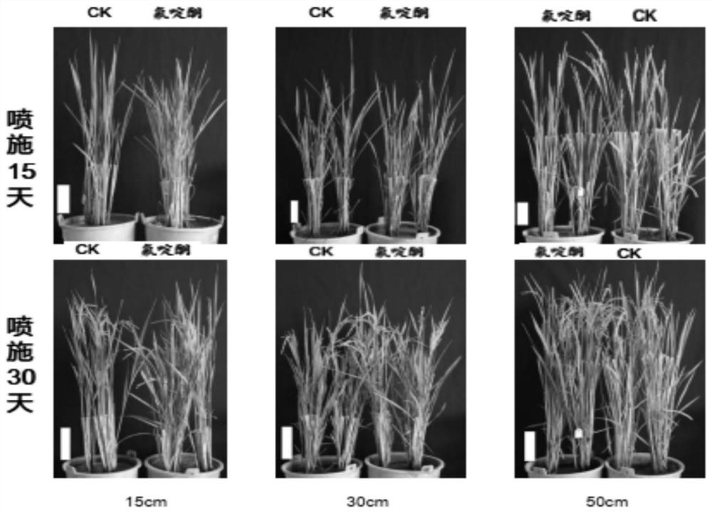 Application of fluridone in promoting rice tiller differentiation and regenerative rice planting