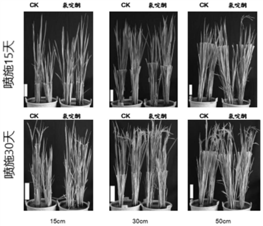 Application of fluridone in promoting rice tiller differentiation and regenerative rice planting