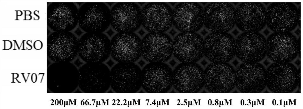 Use of iminophenazine compounds as rabies virus inhibitors