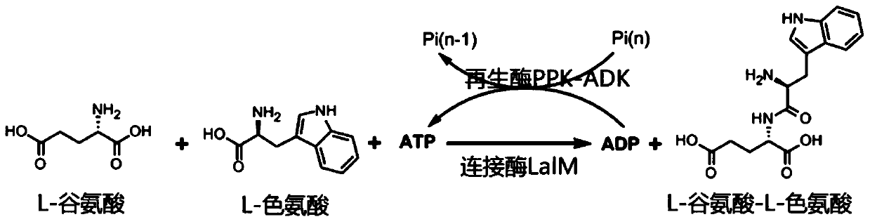 Mutated L-amino acid ligase and process for preparing L-glutamic acid-L-trp-trp by adopting enzyme catalysis method