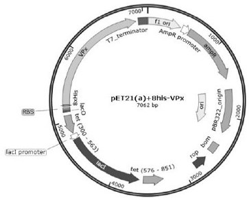 Antibody capable of binding to AAV1-13