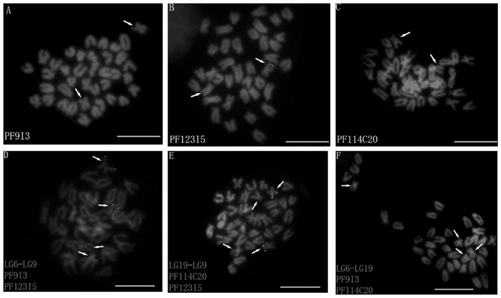 A probe for identifying centromere chromosome in the middle part of Ezo scallop and its preparation method