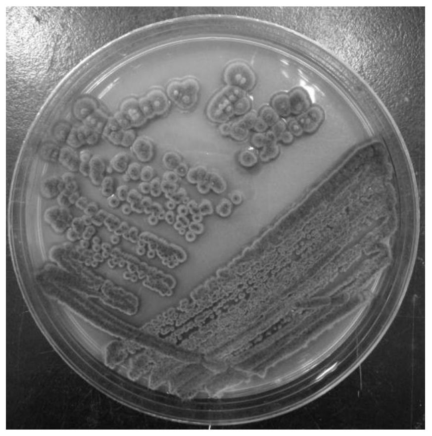 A kind of rapid cultivation method of fungi and fungi-cyanobacteria compound lichen crust