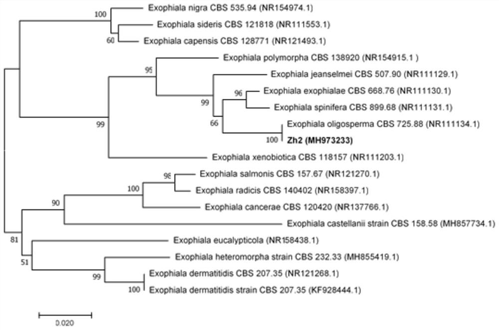 A kind of rapid cultivation method of fungi and fungi-cyanobacteria compound lichen crust