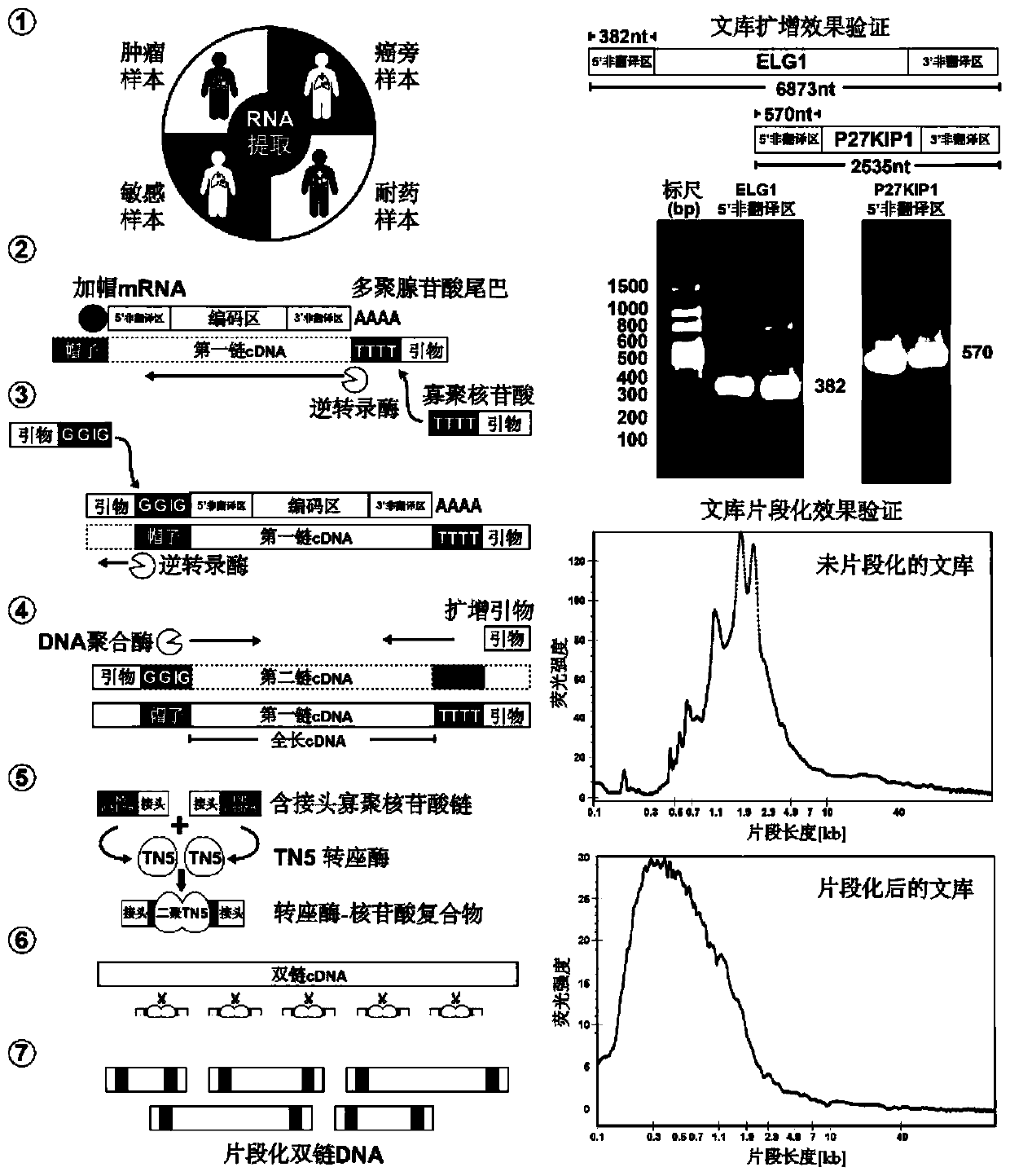 High-throughput identification method of internal ribosome entry site (IRES) elements in various source cell samples