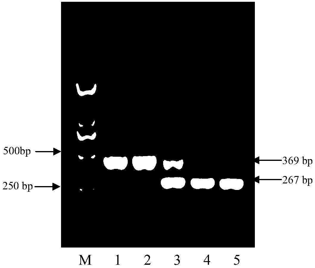 Indel Marker of Cotton Cytoplasmic Male Sterile Restorer Line and Its Identification Method