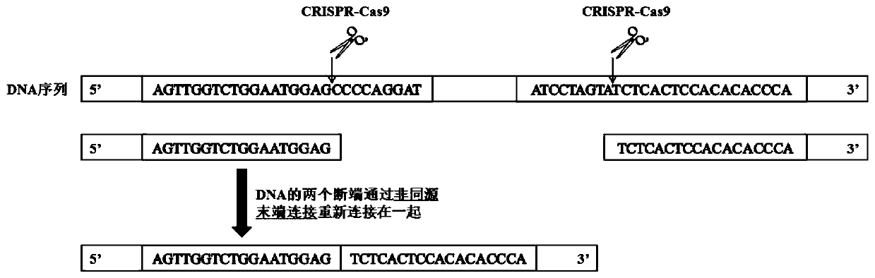 Nucleotide sequence for repairing DMD gene mutation and system
