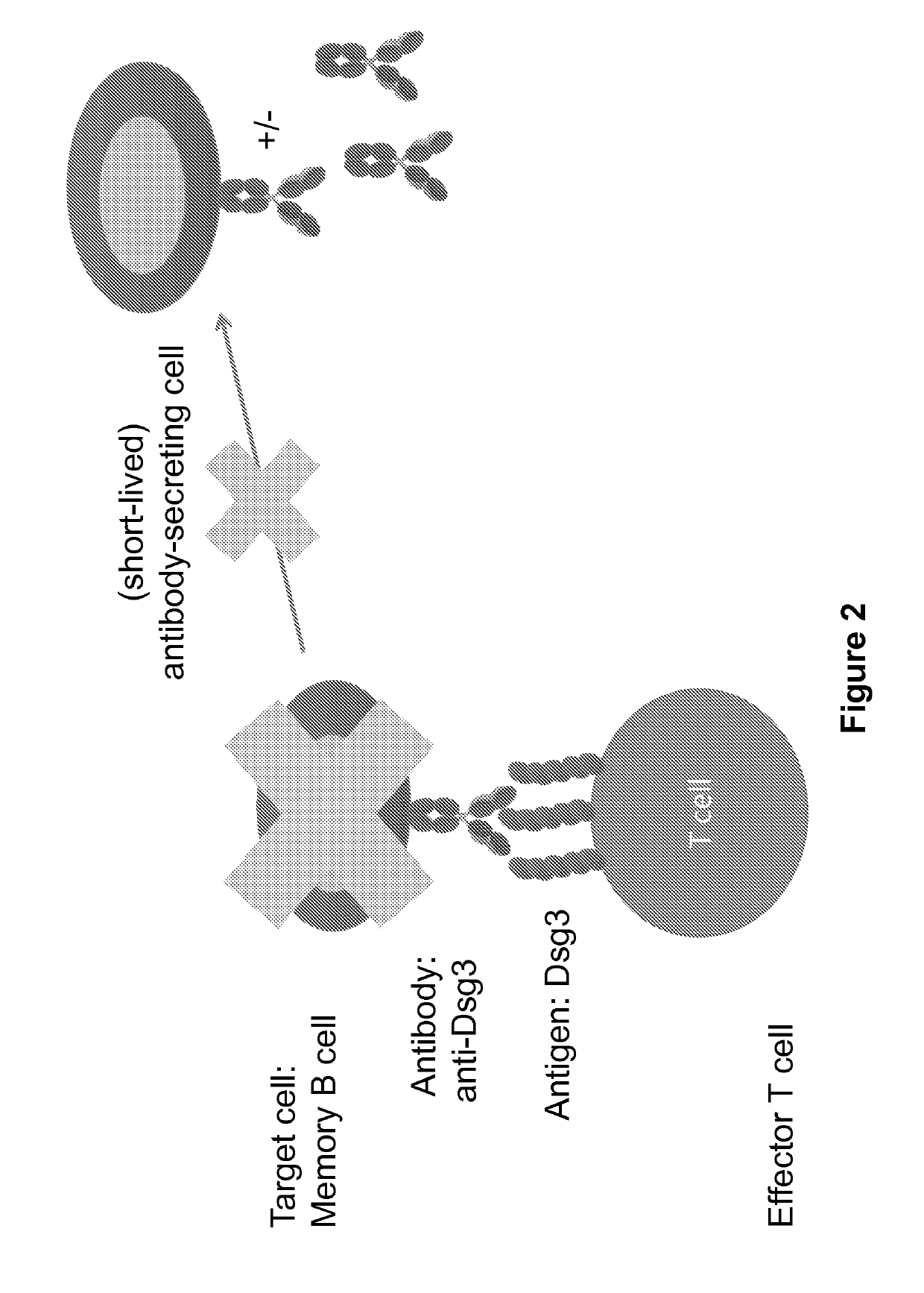 Compositions and methods of chimeric autoantibody receptor T cells