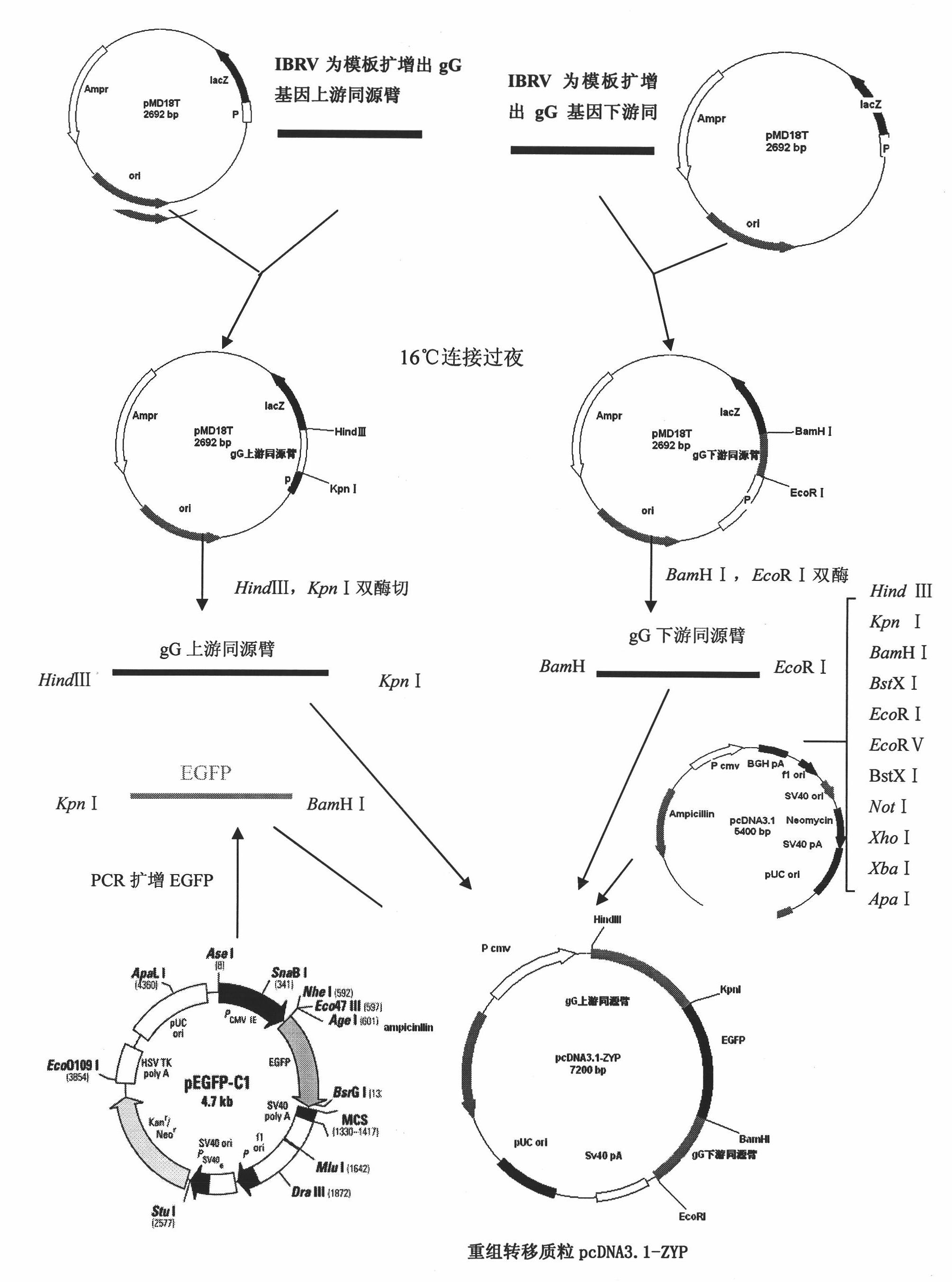 gg and TK gene-deleted recombinant infectious bovine rhinotracheitis virus and application