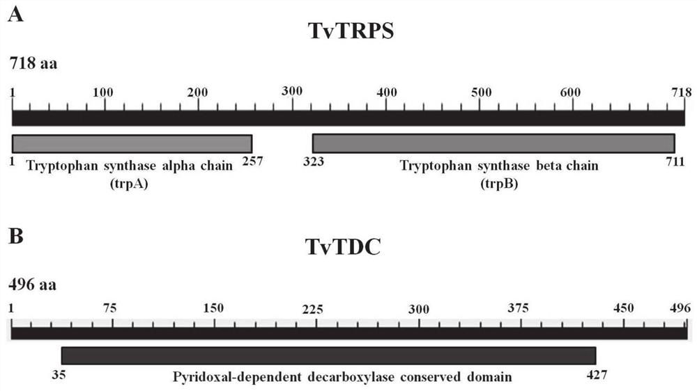 High-yield iaa trichoderma viride engineering strain and its construction method and application