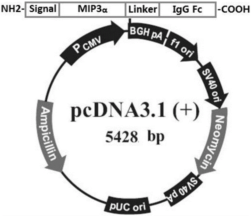 MIP (macrophage inflammatory protein) 3alpha-Fc fusion protein and application thereof