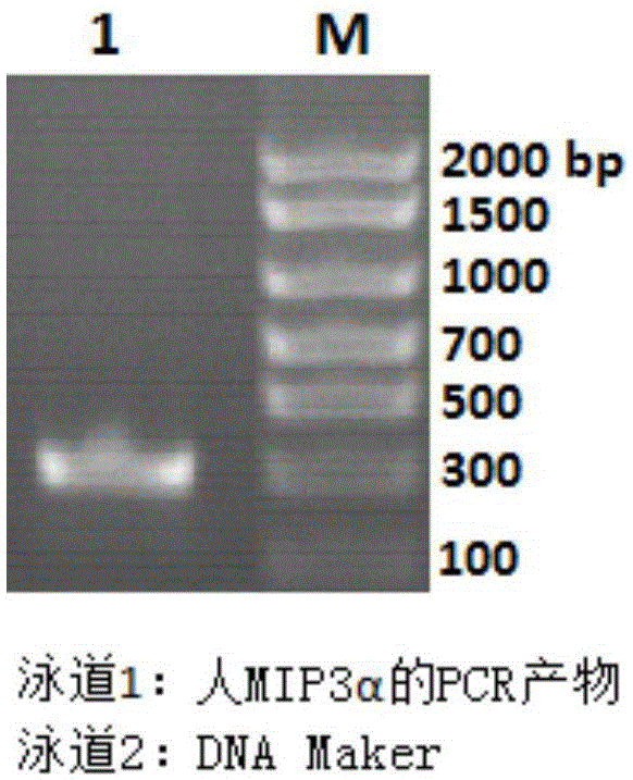 MIP (macrophage inflammatory protein) 3alpha-Fc fusion protein and application thereof