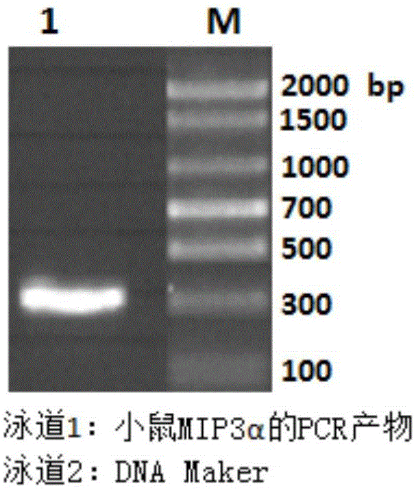 MIP (macrophage inflammatory protein) 3alpha-Fc fusion protein and application thereof