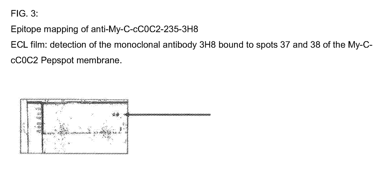 Hybridoma cell lines (my-c-cc0c2-235-3h8) and use thereof for producing a monoclonal antibody against the human cardiac myosin binding protein c (c-protein, mybpc3, cmybp-c or my-c)