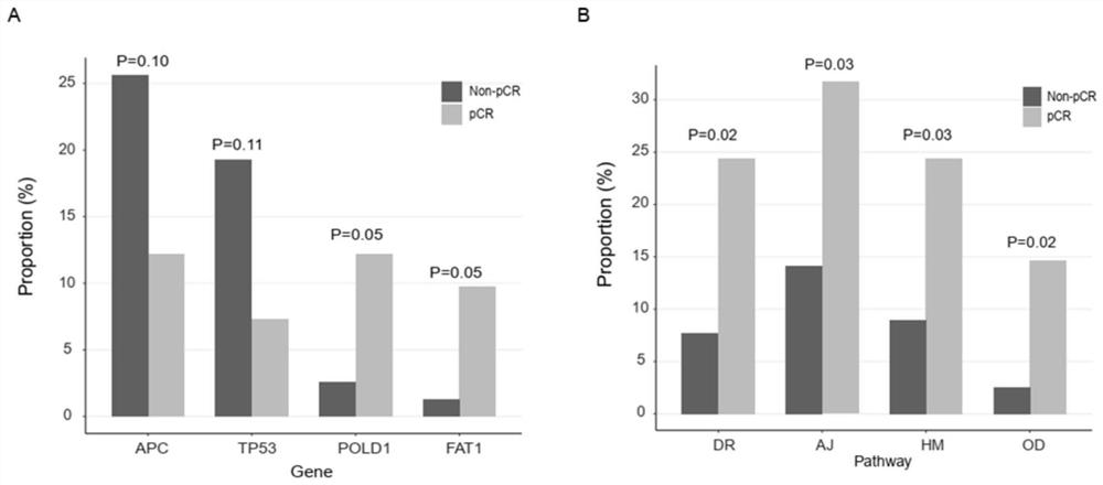 Molecular marker related to rectal cancer and application thereof