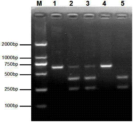 Special CAPS marker for identifying wild type or mutant paddy rice salt resistant gene OSRR22, primer, and primer applications