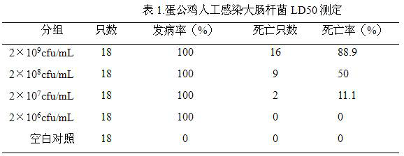 A traditional Chinese medicine composition for preventing and treating colibacillosis in chickens and its preparation method