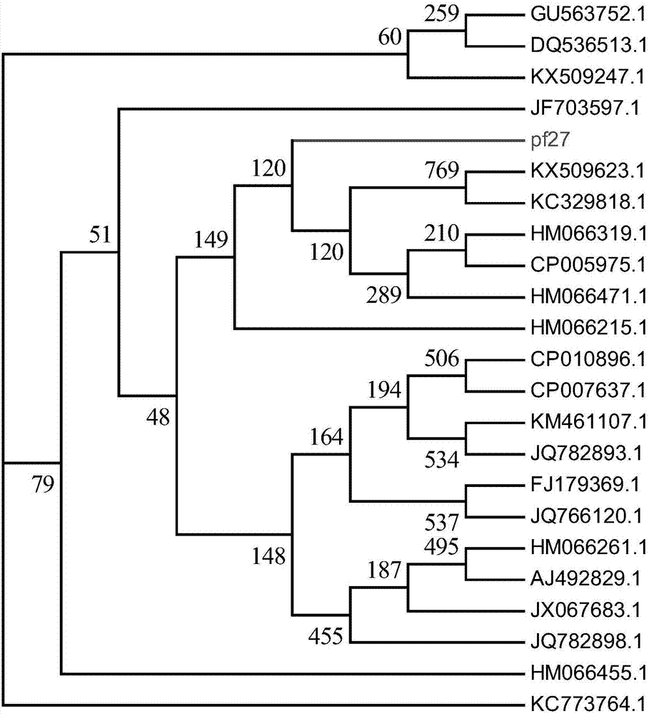 Pseudomonas fluorescens pf27 and application thereof in promoting plant growth