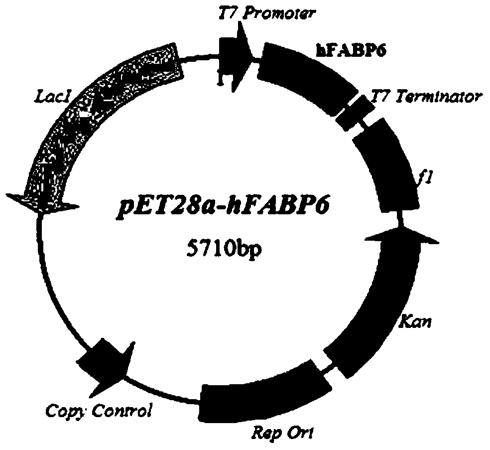 A human metallothionein-1 fusion protein expression vector