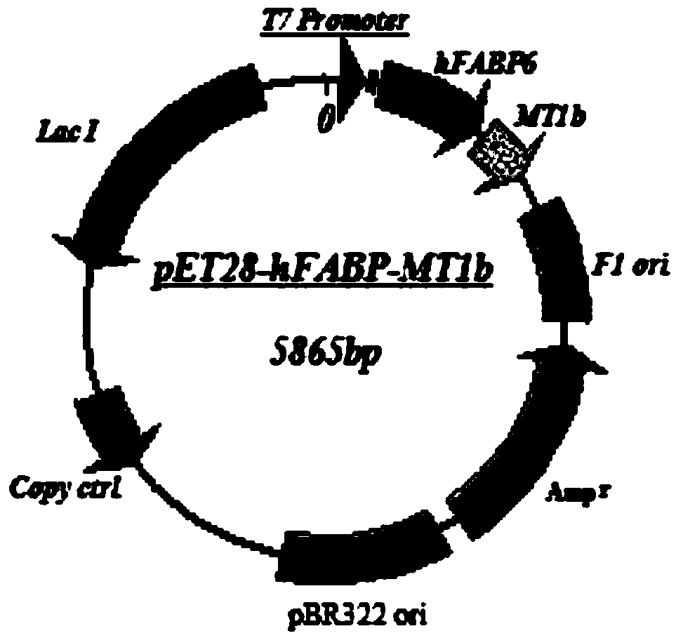 A human metallothionein-1 fusion protein expression vector