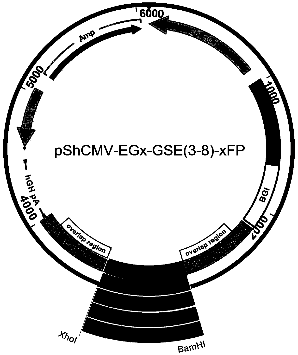 A method for screening glutamine synthetase-deficient hek293 cell line