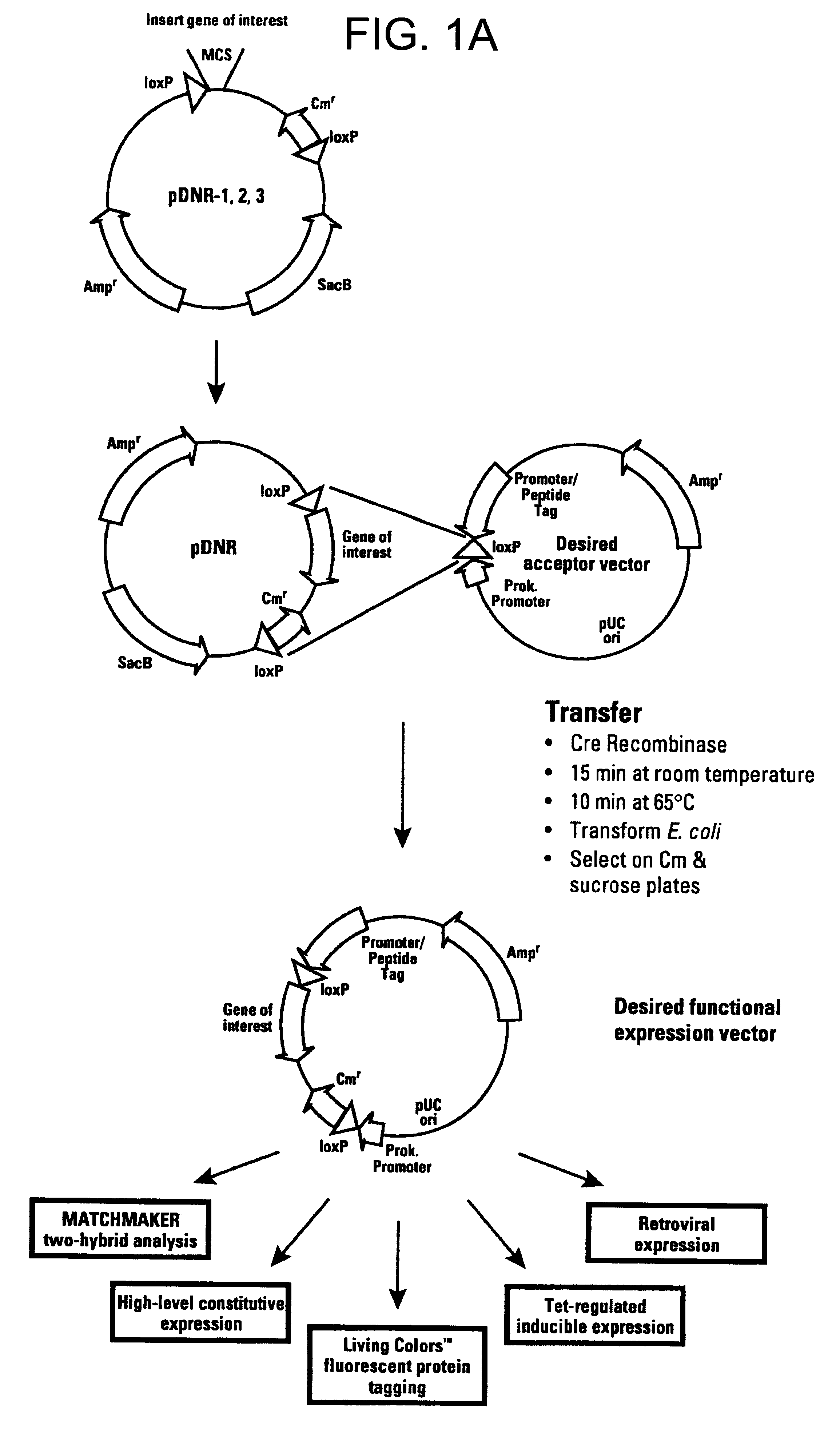 Recombinase-based methods for producing expression vectors and compositions for use in practicing the same