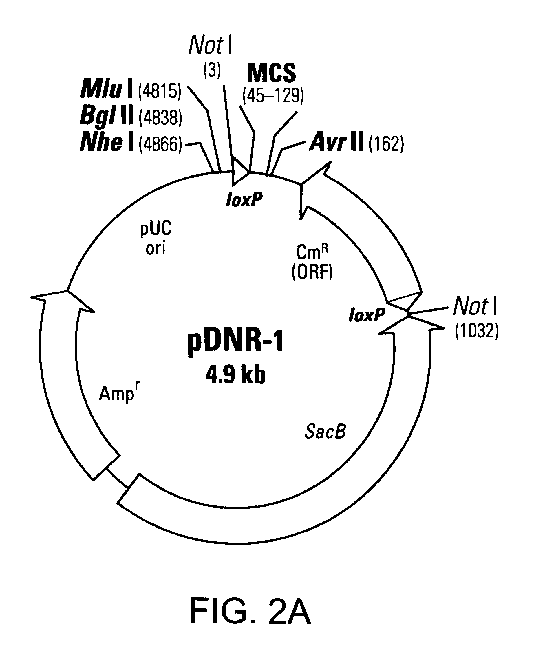 Recombinase-based methods for producing expression vectors and compositions for use in practicing the same