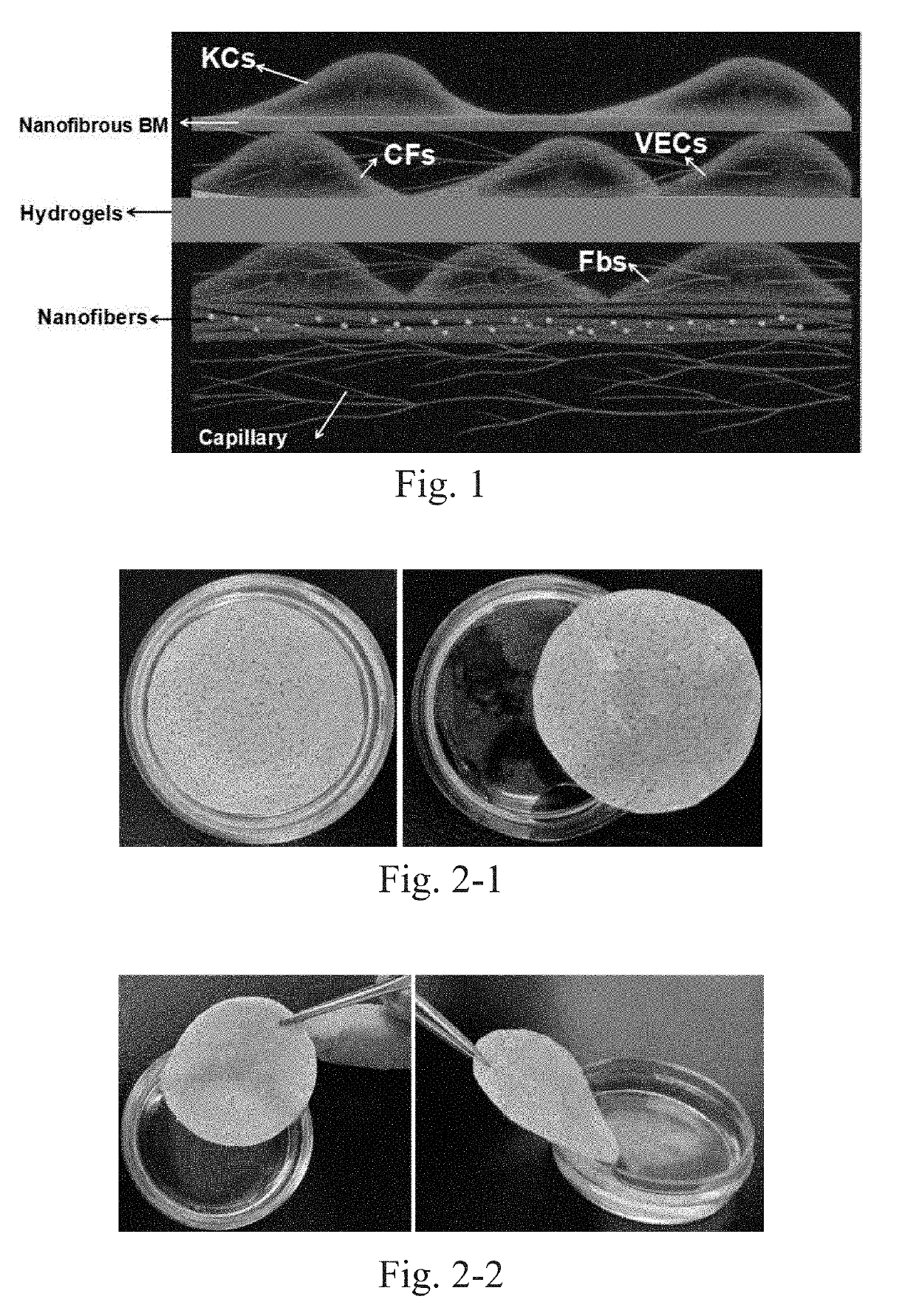 Vascularized full thickness tissue-engineered skin assembled by hydrogel, nanofibrous scaffolds and skin cell layers and preparation method thereof