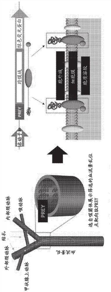 Method for diagnosing and treating arteriosclerosis using blood flow change site-targeted nanovesicles