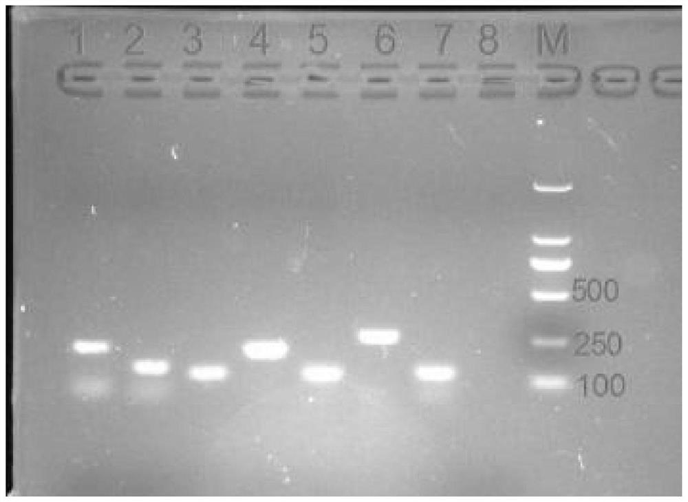 A multiple liquid-phase gene chip primer, kit and analysis method for simultaneously detecting seven aminoglycosamine drug-resistant genes