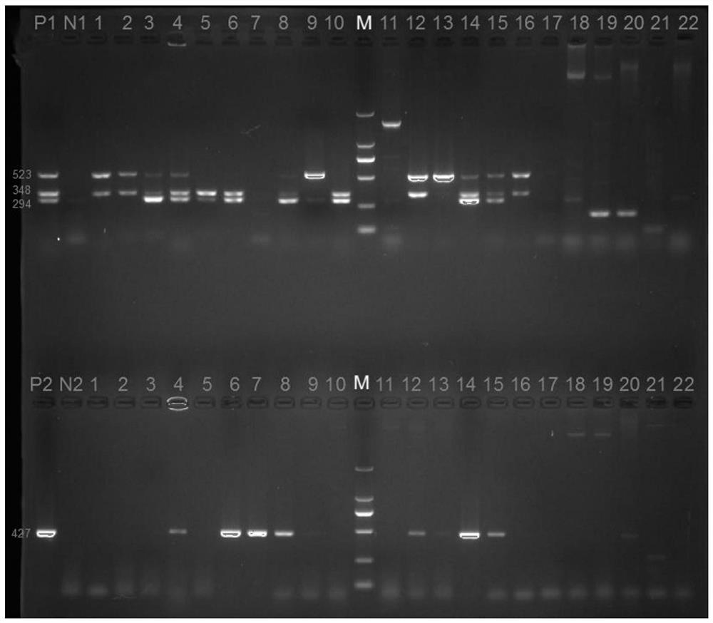 A multiple liquid-phase gene chip primer, kit and analysis method for simultaneously detecting seven aminoglycosamine drug-resistant genes