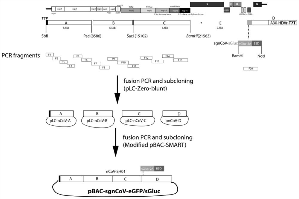 Cloning, construction and application of new coronavirus SARS-CoV-2 subgenome replicon based on bacterial artificial chromosome