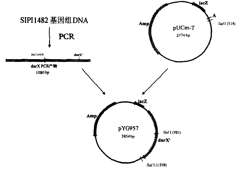 Anthracene nucleus antibiotic producing strain dnrX gene fragment, gene breaking engineering bacterium prepared from the same and application thereof