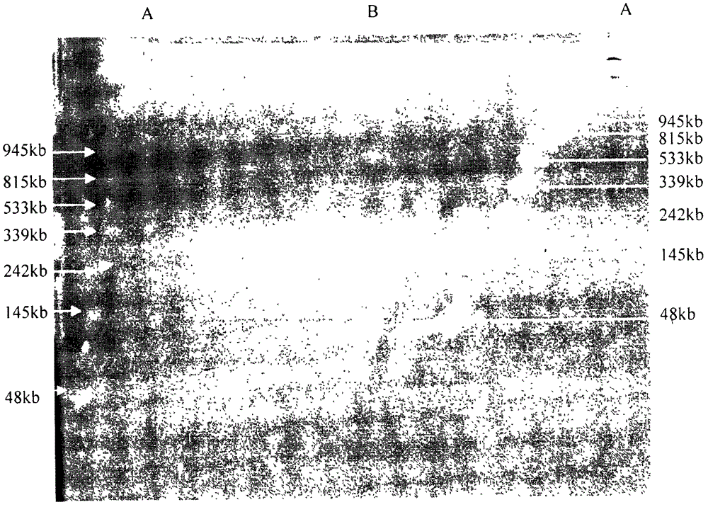 Method for separation and purification of large-fragment DNA from soil