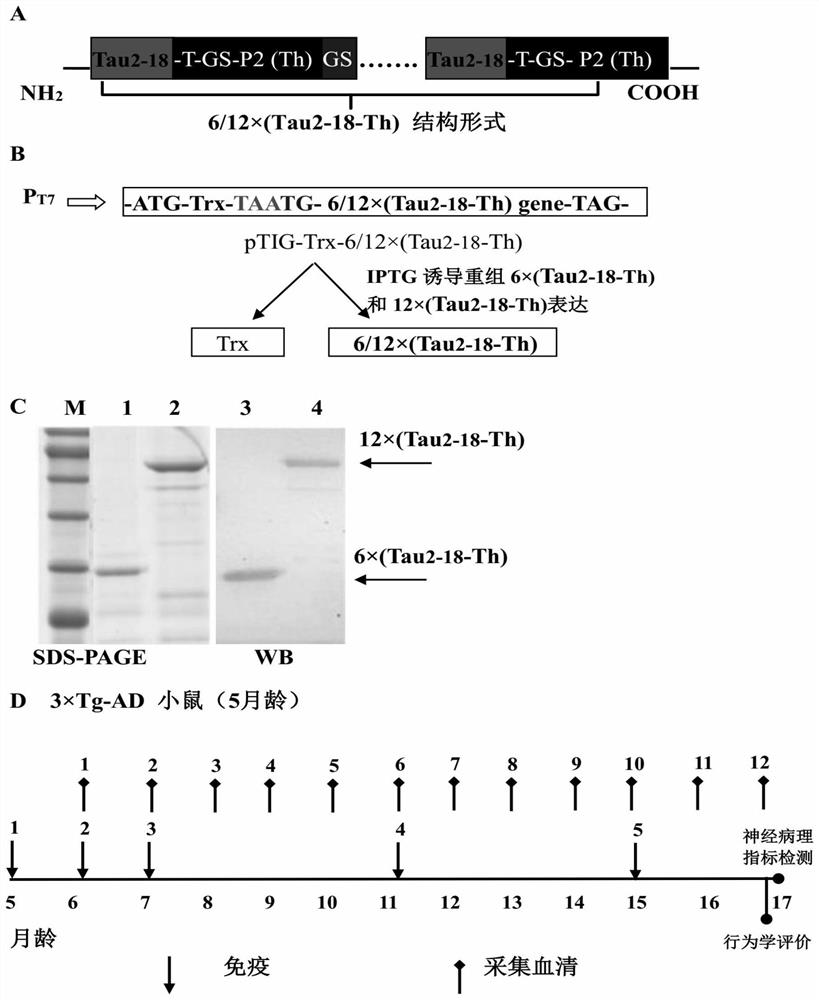 Recombinant tau epitope chimeric multimeric antigen, its preparation method and application