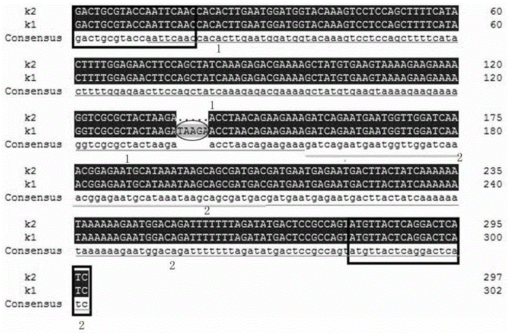 Molecular marker for identifying mitochondrion gene related to CMS (cytoplasmic male sterility) in green Chinese onion