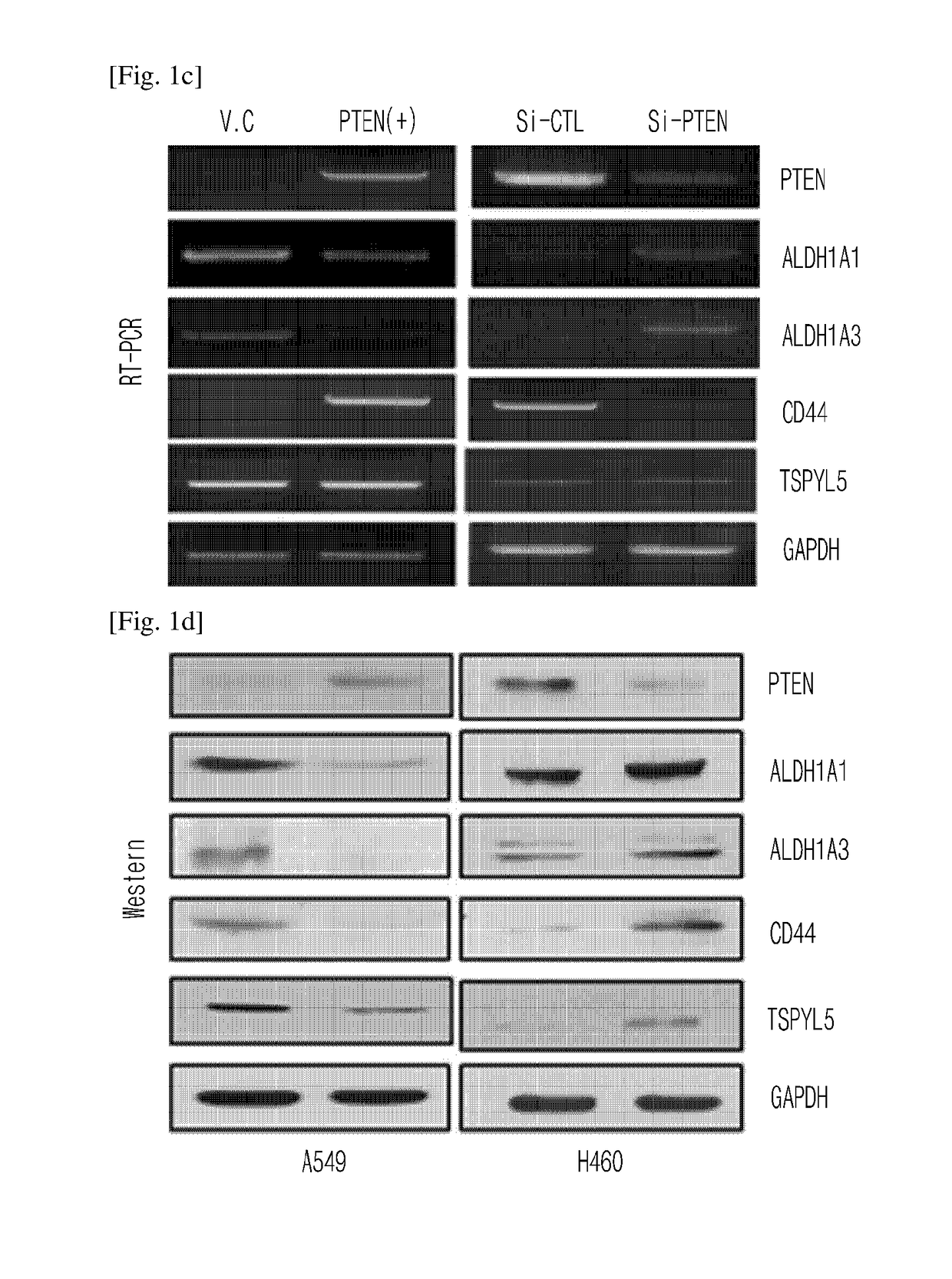 Method for regulating cancer stem cell growth by inhibiting phosphorylation of 120th threonine residue of TSPYL5 protein, a composition containing the peptide sequence functioning to inhibit the phosphorylation and a use thereof