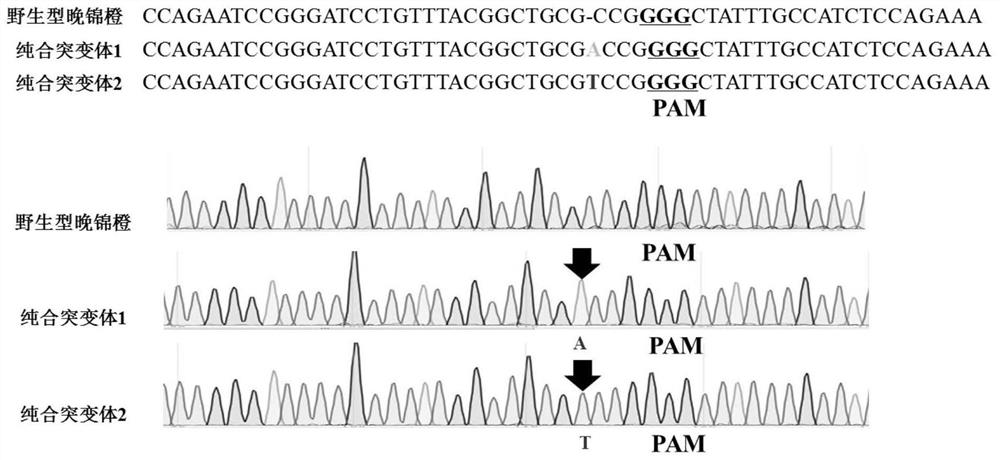 Method for preparing citrus homozygous mutant by CRISPR/Cas9 mediated gene editing technology