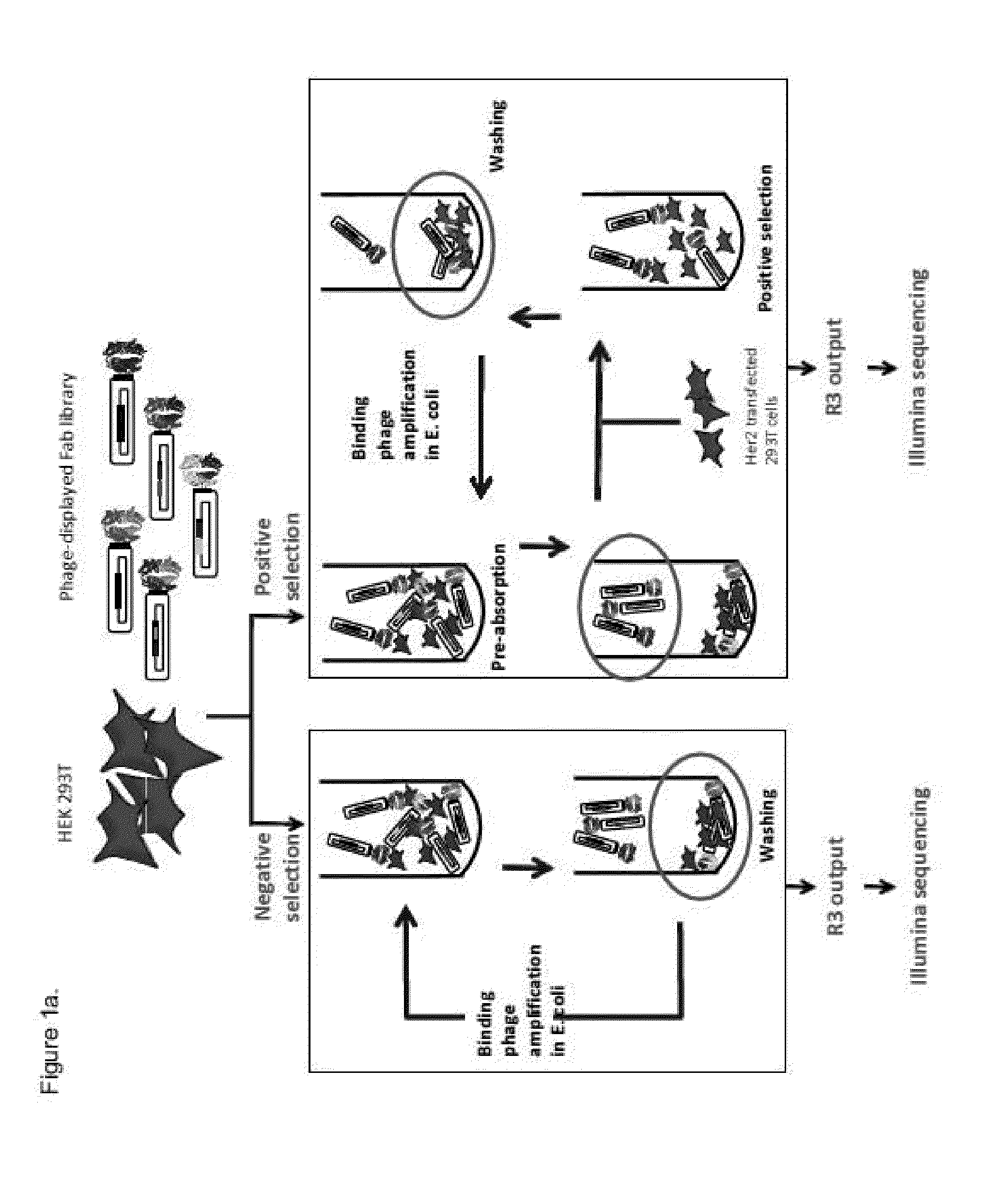 Molecular Display Method