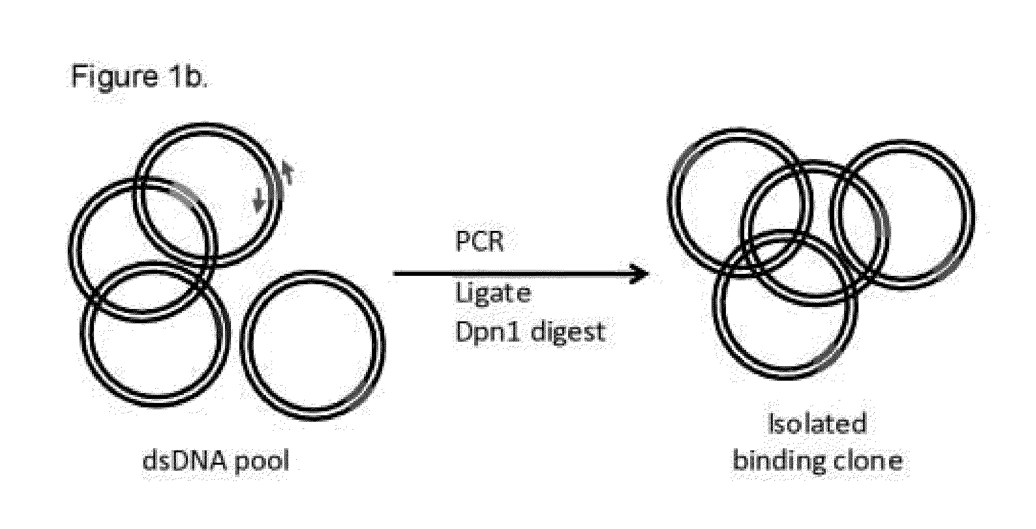 Molecular Display Method