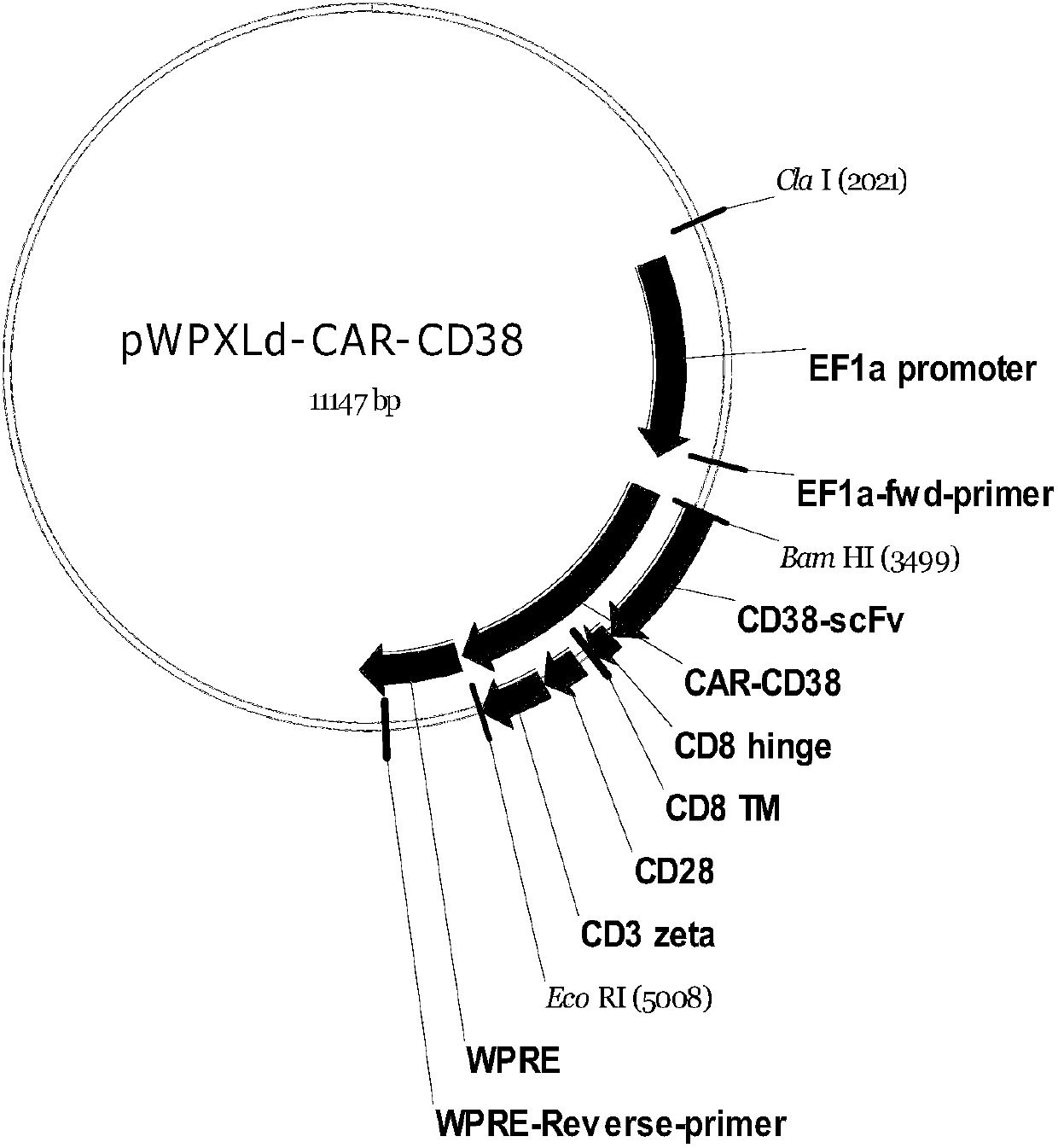 Targeting T lymphocyte and preparation method and application thereof