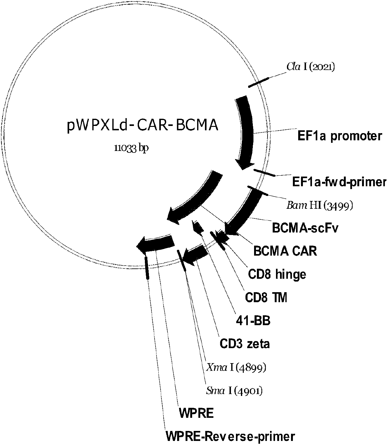 Targeting T lymphocyte and preparation method and application thereof