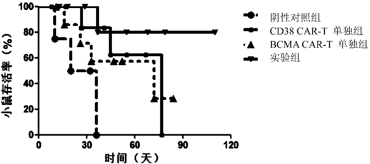 Targeting T lymphocyte and preparation method and application thereof