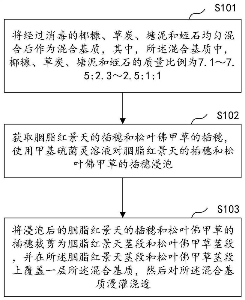 Method for simultaneously cultivating rhodiola rosea and sedum lineare