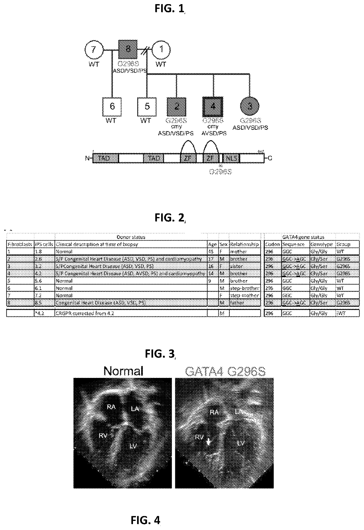 Engineered cardiomyocytes and uses threof